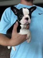 Spot, a male Frenchton for sale in Cooter, MO – Photo 7 of 8
