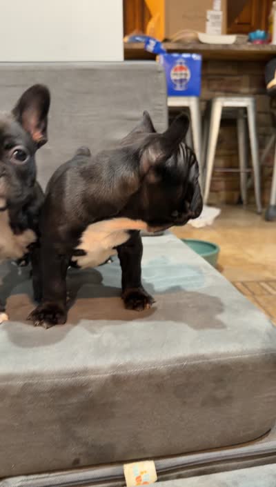 Sassy, a female Frenchton for sale in Cooter, MO – 2 of 2