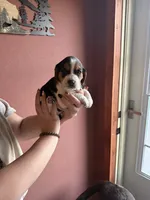 Luna , a female Beagle for sale in Nekoosa, WI – 2 of 2