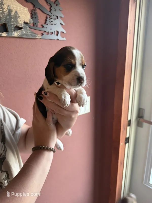 Paisley  – Beagle puppy for sale in Nekoosa, WI