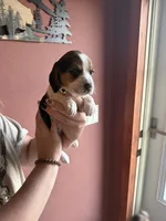 Paisley , a female Beagle for sale in Nekoosa, WI – 1 of 1