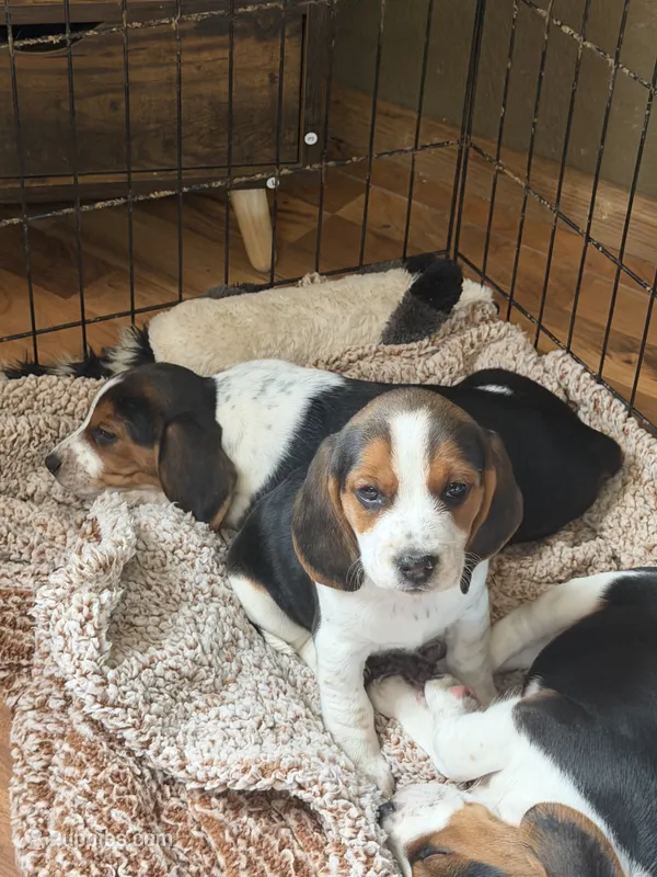 Spark – Beagle puppy for sale in Nekoosa, WI
