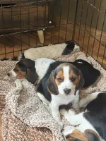 Spark, a female Beagle for sale in Nekoosa, WI – 1 of 1