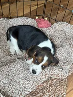 Lucy , a female Beagle for sale in Nekoosa, WI – 1 of 1