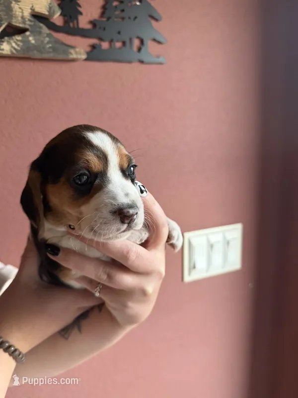 Wrangler – Beagle puppy for sale in Nekoosa, WI