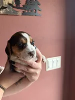 Wrangler, a female Beagle for sale in Nekoosa, WI – 1 of 2