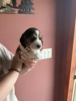 Wrangler, a female Beagle for sale in Nekoosa, WI – 2 of 2