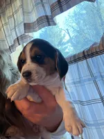 Dolly, a female Beagle for sale in Nekoosa, WI – 2 of 2