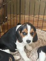 Bitsy, a female Beagle for sale in Nekoosa, WI – 1 of 1