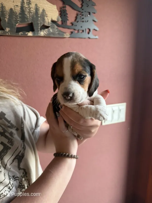 Luna  – Beagle puppy for sale in Nekoosa, WI