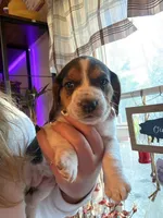 Dolly, a female Beagle for sale in Nekoosa, WI – 1 of 2
