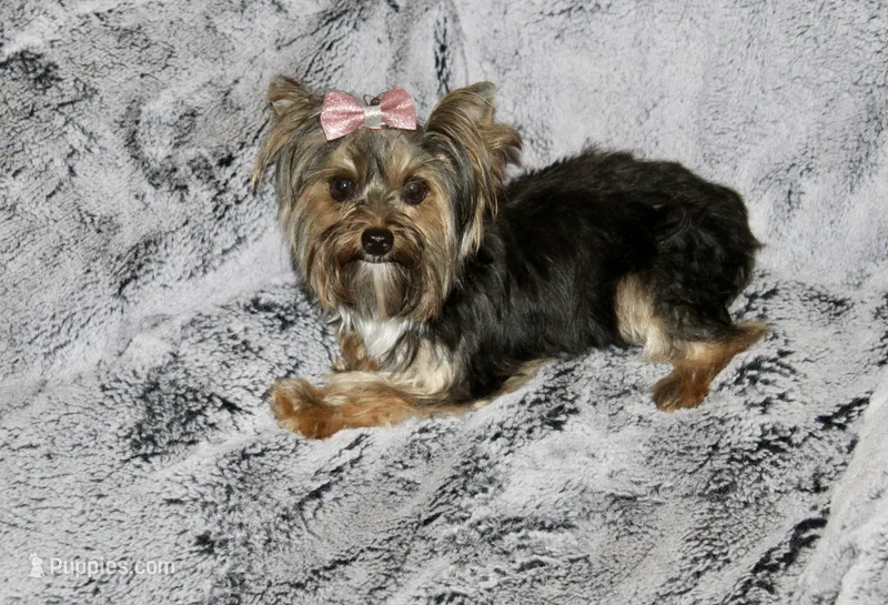 Abby – Yorkshire Terrier puppy for sale in California, CA