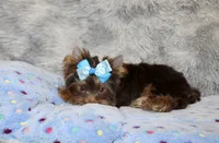 Mochi, a male Yorkshire Terrier for sale in Perris, CA – 2 of 10