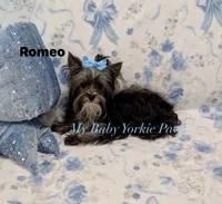 Akc Romeo, a male Yorkshire Terrier for sale in California, CA – 4 of 4