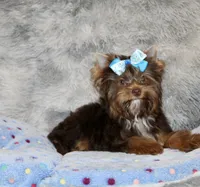 Mochi, a male Yorkshire Terrier for sale in Perris, CA – 8 of 10