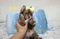 Remy, a male Yorkshire Terrier for sale in California, CA – 4 of 7