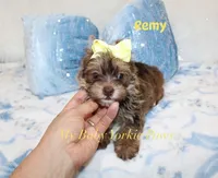 Remy, a male Yorkshire Terrier for sale in California, CA – 5 of 7