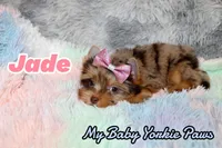 Jade, a female Yorkshire Terrier for sale in Perris, CA – 3 of 10