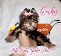 T-cup Cookie, a female Yorkshire Terrier for sale in Perris, CA – 2 of 9