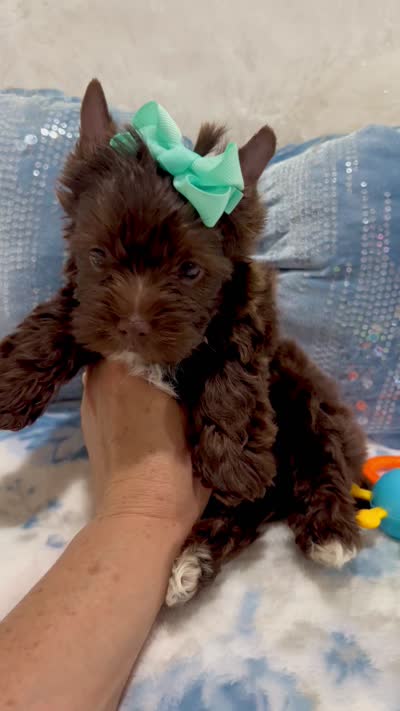 Pierre Dark Chocolate , a male Yorkshire Terrier for sale in California, CA – 7 of 7