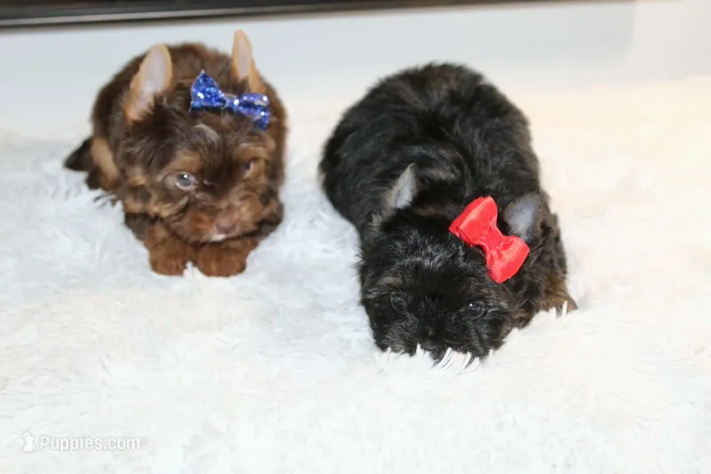 Monaco – Yorkshire Terrier puppy for sale in California, CA