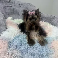 Abby, a female Yorkshire Terrier for sale in California, CA – 3 of 4