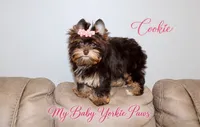 T-cup Cookie, a female Yorkshire Terrier for sale in Perris, CA – 6 of 9