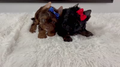 Mochi, a male Yorkshire Terrier for sale in California, CA – 6 of 6