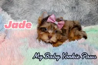 Jade, a female Yorkshire Terrier for sale in Perris, CA – 10 of 10