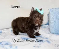 Pierre Dark Chocolate , a male Yorkshire Terrier for sale in California, CA – 4 of 7
