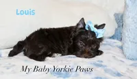 Louis, a male Yorkshire Terrier for sale in California, CA – 3 of 6