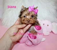 Chocolate Merle Diana, a female Yorkshire Terrier for sale in California, CA – 2 of 6