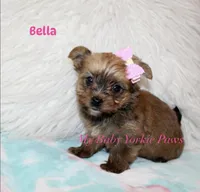 Bella, a female Yorkshire Terrier for sale in California, CA – 5 of 7