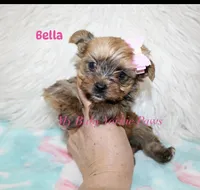Bella, a female Yorkshire Terrier for sale in California, CA – 3 of 7