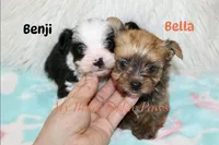 Bella, a female Yorkshire Terrier for sale in California, CA – 7 of 7
