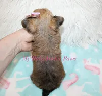 Bella, a female Yorkshire Terrier for sale in California, CA – 2 of 7