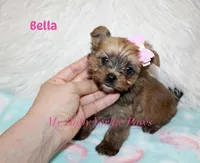Bella, a female Yorkshire Terrier for sale in California, CA – 6 of 7