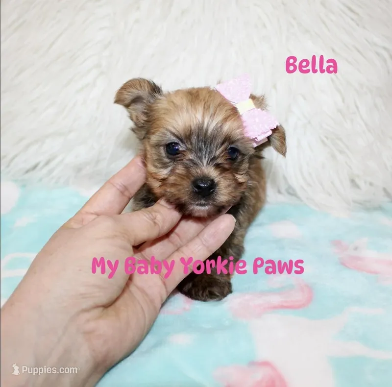 Bella – Yorkshire Terrier puppy for sale in California, CA