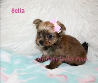 Bella, a female Yorkshire Terrier for sale in California, CA – 4 of 7