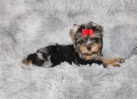 Caesar, a male Yorkshire Terrier for sale in Perris, CA – 4 of 7