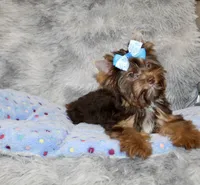 Mochi, a male Yorkshire Terrier for sale in Perris, CA – 4 of 10