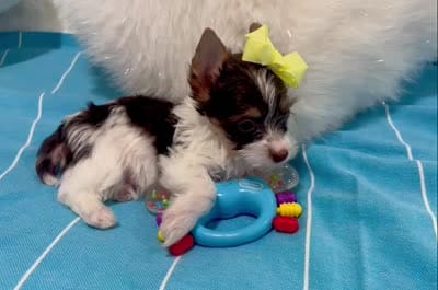 Beau, a male Yorkshire Terrier for sale in California, CA – 8 of 9
