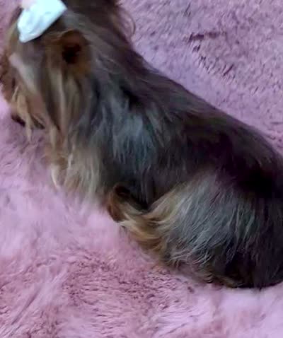 Suki, a female Yorkshire Terrier for sale in California, CA – 2 of 2