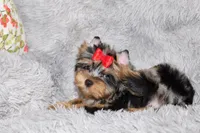 Caesar, a male Yorkshire Terrier for sale in Perris, CA – 6 of 7