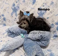 Akc Romeo, a male Yorkshire Terrier for sale in California, CA – 2 of 4