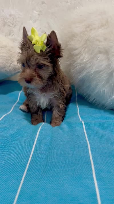 Luc, a male Yorkshire Terrier for sale in California, CA – 7 of 8