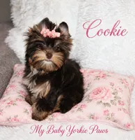 T-cup Cookie, a female Yorkshire Terrier for sale in Perris, CA – 8 of 9