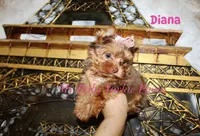 Tcup  Diana, a female Yorkshire Terrier for sale in California, CA – 6 of 10