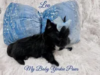 Tcup Leo, a male Yorkshire Terrier for sale in Perris, CA – 5 of 9