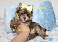 Remy, a male Yorkshire Terrier for sale in California, CA – 3 of 7